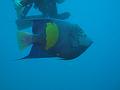 Thistlegorm (16)
